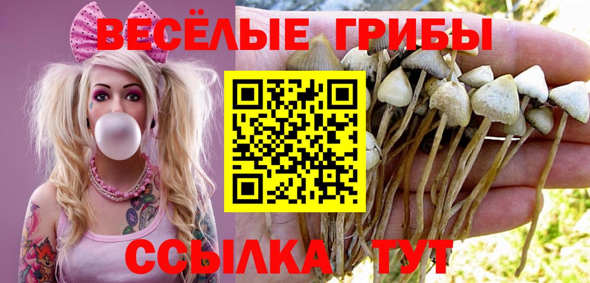 где продают наркотики  Вход с VPN  Каменка  Галлюциногенные грибы Psilocybine cubensis  Псилоцибиновые грибы мицелий 